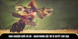 kinh nghiệm nuôi gà đá tại đá gà thomo