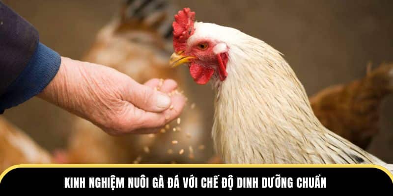 Kinh nghiệm nuôi gà đá với chế độ dinh dưỡng chuẩn tại trường đá gà thomo