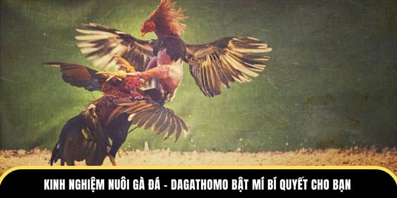 kinh nghiệm nuôi gà đá tại đá gà thomo