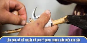 lên cựa gà kỹ thuật quan trọng bạn cần biết tại đá gà thomo