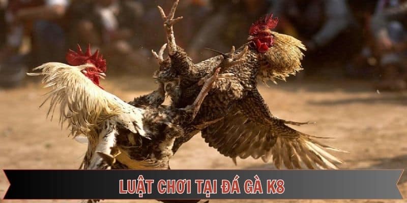Luật chơi đá gà K8 trên đá gà Thomo
