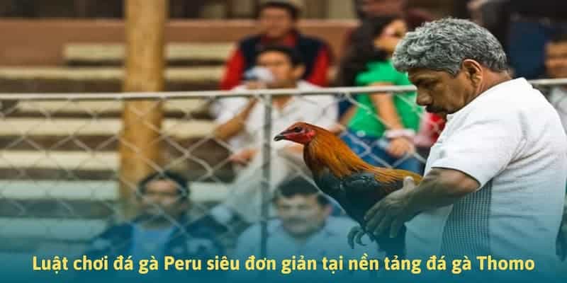 Luật chơi đá gà Peru siêu đơn giản tại nền tảng đá gà Thomo