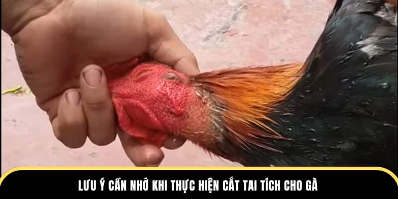 Lưu ý cần nhớ khi thực hiện cắt tai tích cho gà tại dagathomo