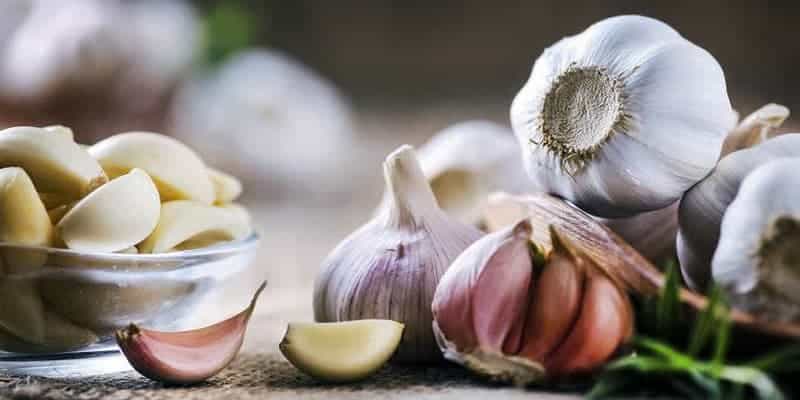 Người chăm sóc cần có biện pháp cho gà ăn tỏi hiệu quả do nhà cái đá gà Thomo chia sẻ