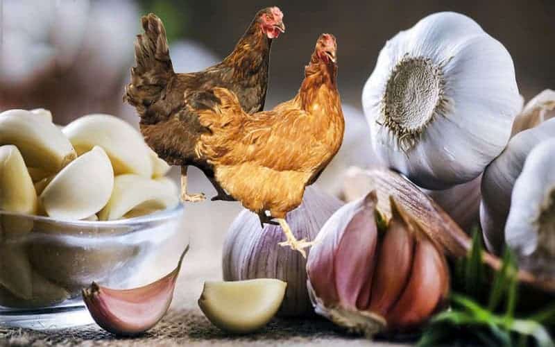 Người nuôi dưỡng cho gà ăn tỏi cần nắm các điểm chú ý được nhà cái Thomo cung cấp