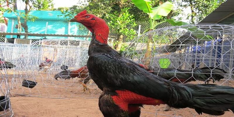Nguồn gốc của gà chọi Bình Định ở các sới đá gà Thomo
