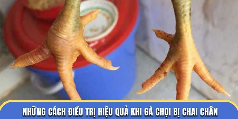 Những cách điều trị hiệu quả khi gà chọi bị chai chân tại dagathomo