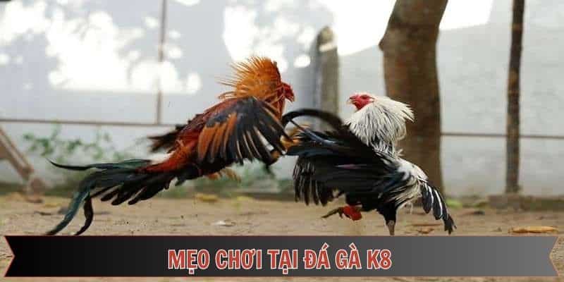 Những chiến lược chọi kê hiệu quả trên đá gà Thomo 