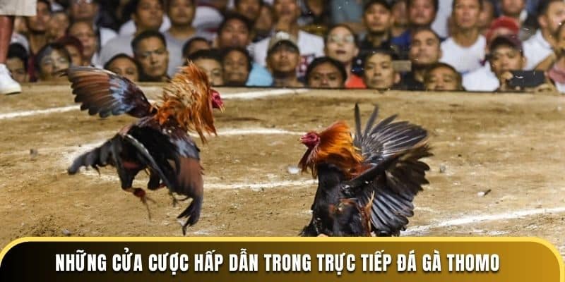 Những cửa cược hấp dẫn trong trực tiếp đá gà Thomo