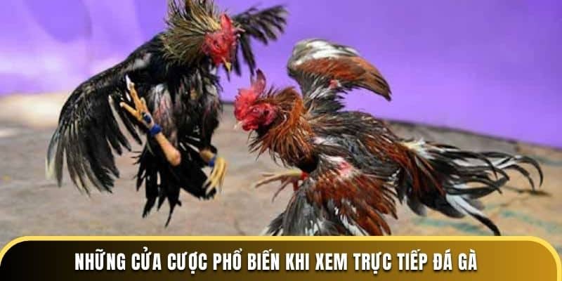 Những cửa cược phổ biến khi xem trực tiếp đá gà