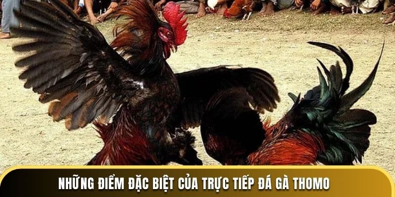 Những điểm đặc biệt của trực tiếp đá gà Thomo