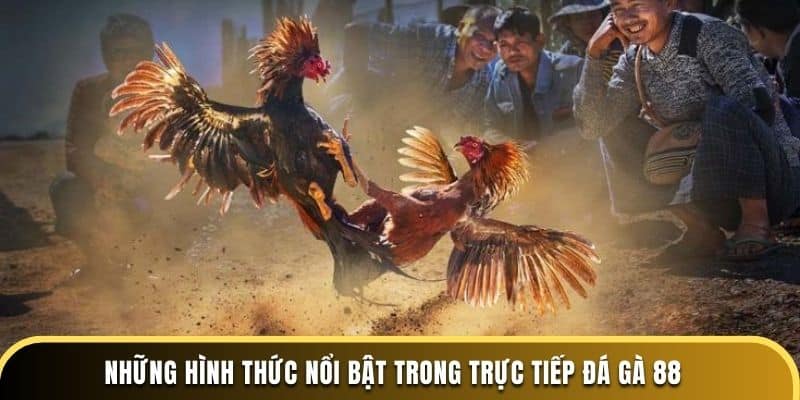 Những hình thức nổi bật trong trực tiếp đá gà 88 tại nhà cái dagathomo