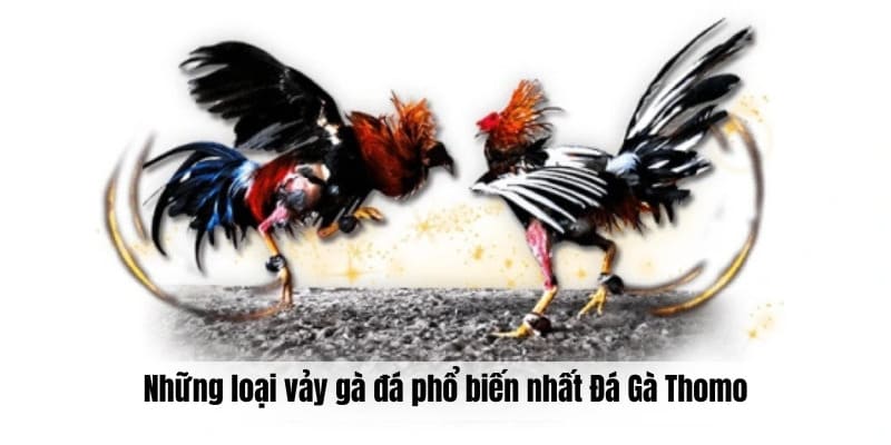 Những loại vảy gà đá phổ biến nhất tại trường Đá Gà Thomo