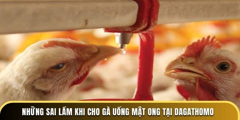 Những sai lầm khi cho gà uống mật ong tại Dagathomo