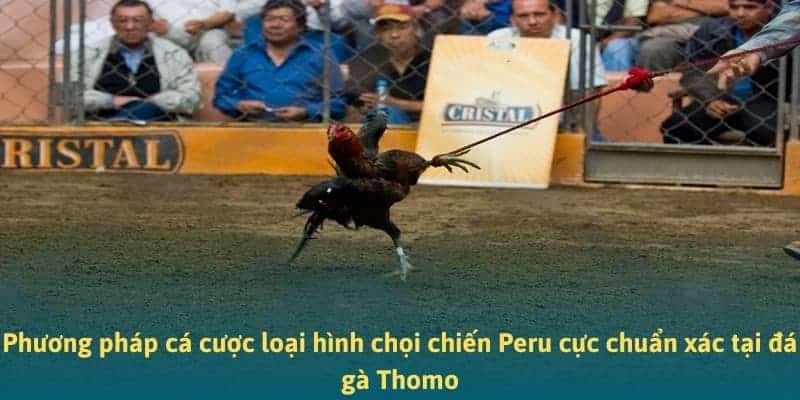Phương pháp cá cược loại hình chọi chiến Peru cực chuẩn xác tại đá gà Thomo