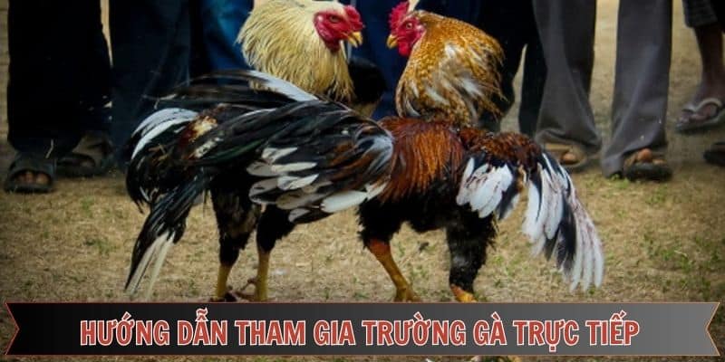 Quy trình tham gia tại trường đá gà Thomo