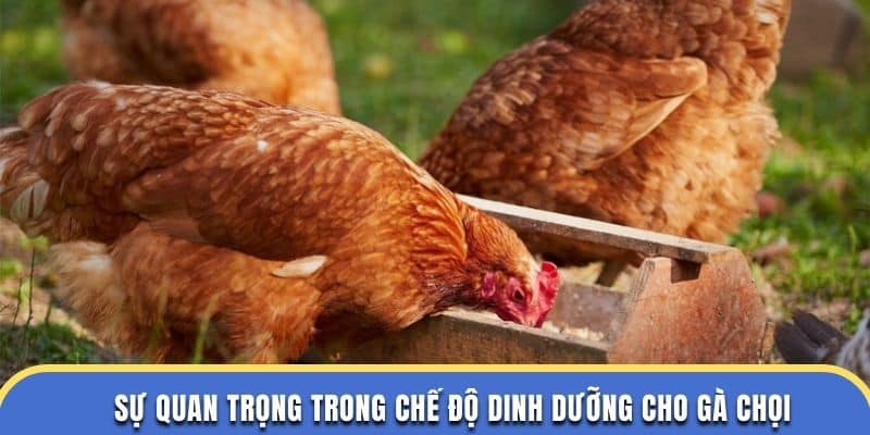 Sự quan trọng trong chế độ dinh dưỡng gà chọi ở trường đá gà thomo
