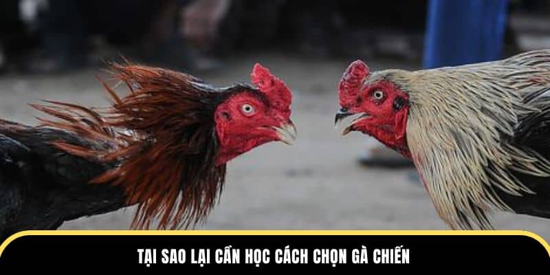 Tại sao lại cần học cách chọn gà chiến ở đá gà thomo