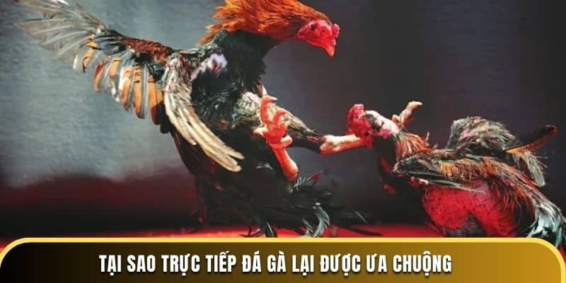 Tại sao trực tiếp đá gà lại được ưa chuộng