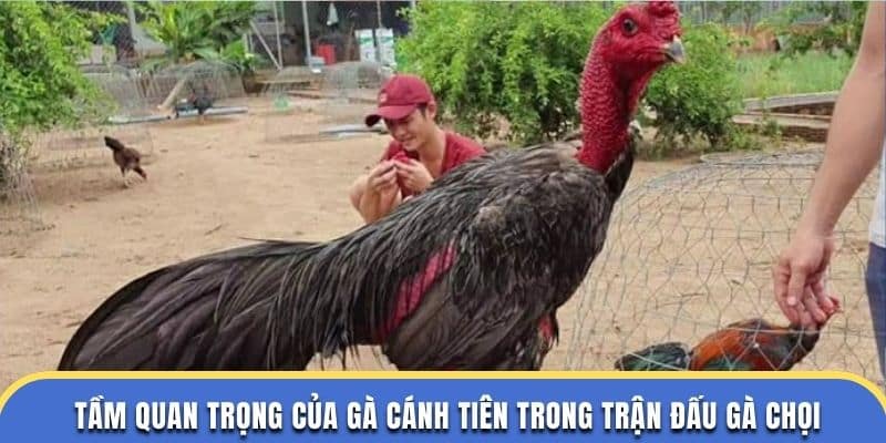 Tầm quan trọng của gà cánh tiên trong trận đấu gà chọi tại trường đá gà thomo