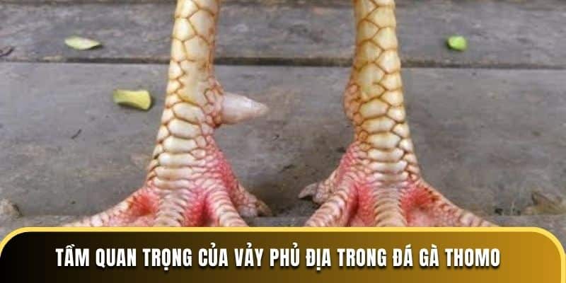 Tầm quan trọng của vảy phủ địa trong Đá Gà Thomo