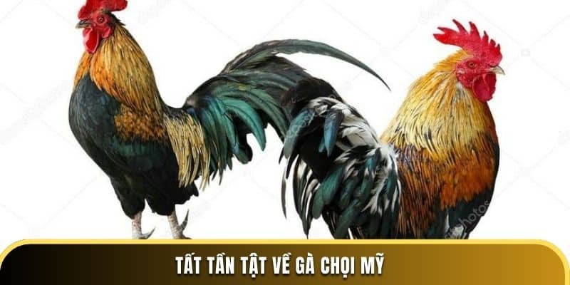 Tất tần tật về gà chọi Mỹ