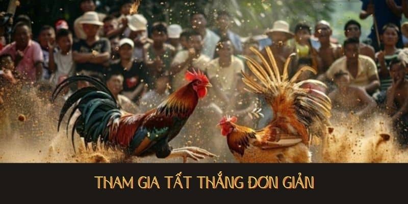 Tham gia tất thắng đơn giản tại đá gà thomo
