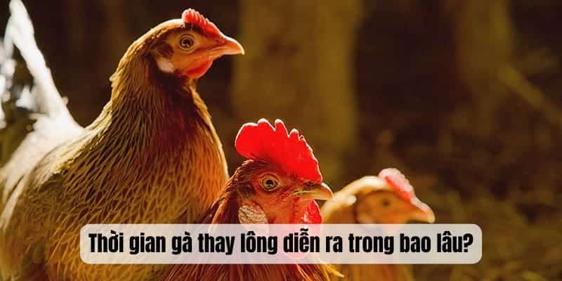Thời gian gà thay lông diễn ra trong bao lâu?