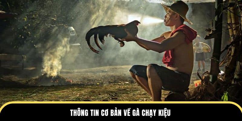 thông tin cơ bản về gà chạy kiệu ở nhà cái đá gà thomo