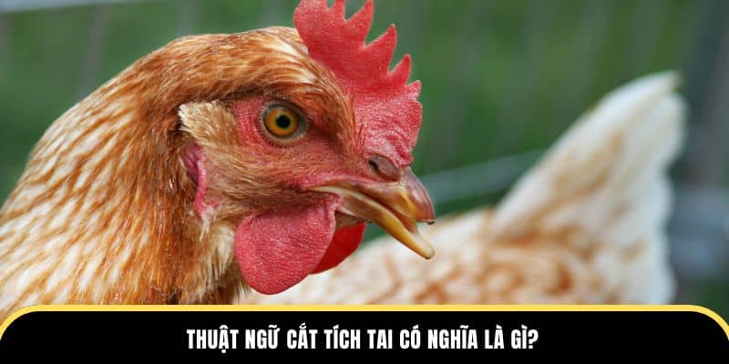 Thuật ngữ cắt tích tai có nghĩa là gì tại dagathomo?
