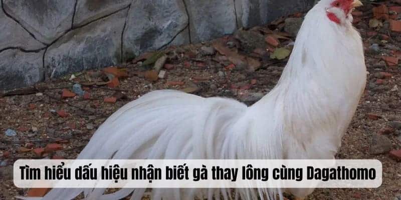 Tìm hiểu dấu hiệu nhận biết gà thay lông cùng Dagathomo