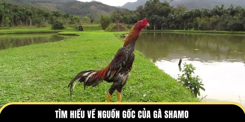Tìm hiểu về nguồn gốc của gà Shamo