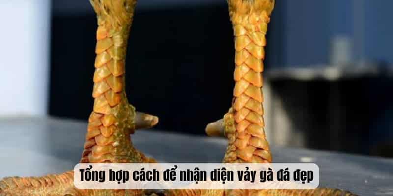 Tổng hợp cách để nhận diện vảy gà đá đẹp