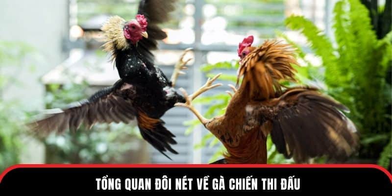 Tổng quan đôi nét về gà chiến thi đấu
