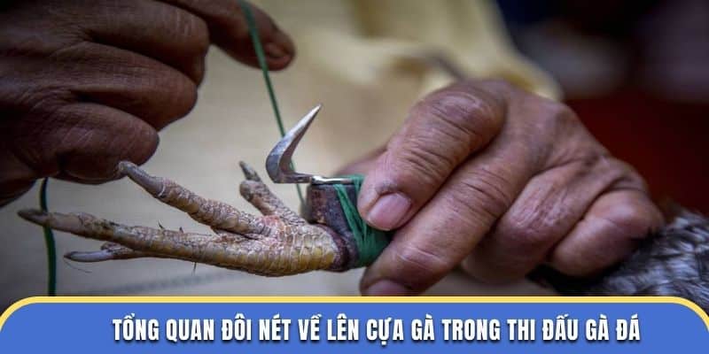 Tổng quan đôi nét về lên cựa gà trong thi đấu gà đá tại trường đá gà thomo