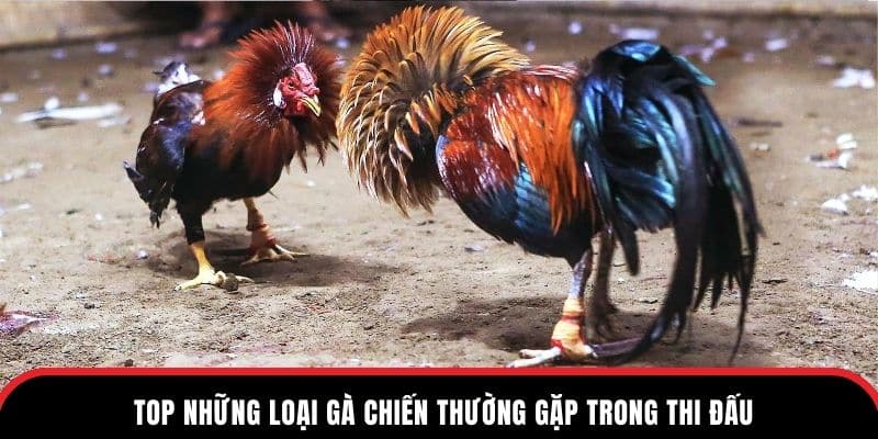 Top những loại gà chiến thường gặp trong thi đấu