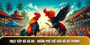 Trực tiếp đá gà 88 - Khám phá thế giới đá gà Thomo