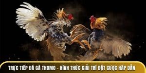 trực tiếp đá gà thomo hình thức giải trí đặt cược hấp dẫn