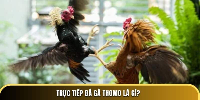 Trực tiếp đá gà Thomo là gì?