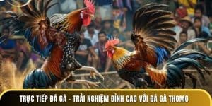 trực tiếp đá gà trải nghiệm đỉnh cao với đá gà thomo