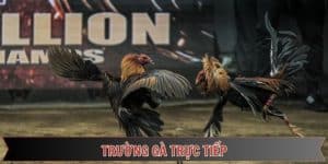 trường gà trực tuyến đầy thú vị tại đá gà thomo
