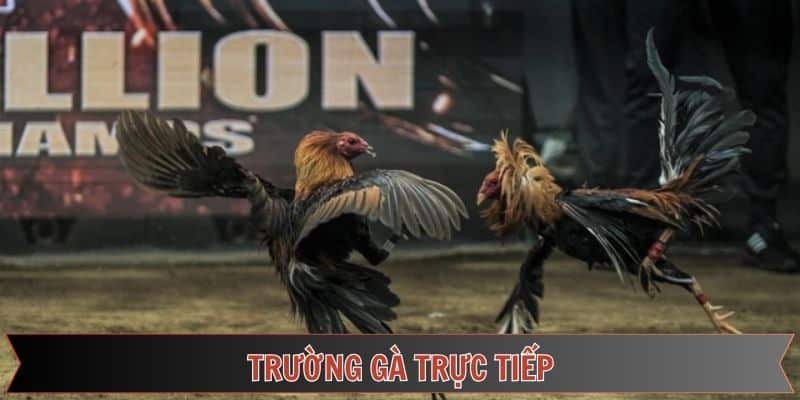 trường gà trực tuyến đầy thú vị tại đá gà thomo