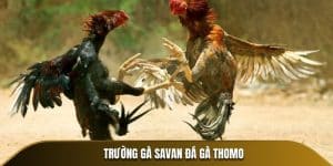 Trường gà savan đá gà thomo