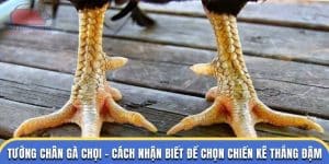 tướng chân gà chọi tại đá gà thomo