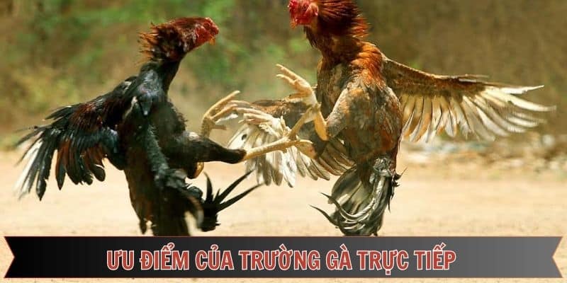 Ưu điểm nổi bật của trường gà online đá gà Thomo