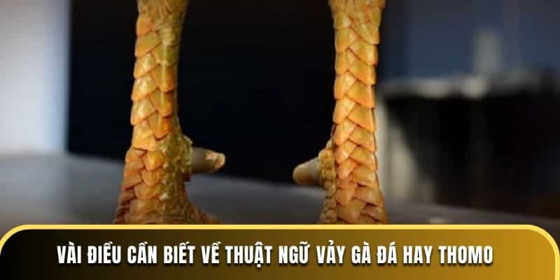 Vài điều cần biết về thuật ngữ vảy gà đá hay tại đá gà thomo