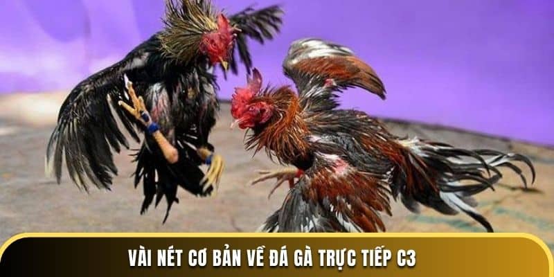 Vài nét cơ bản về đá gà trực tiếp C3
