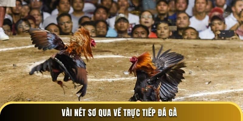 Vài nét sơ qua về trực tiếp đá gà