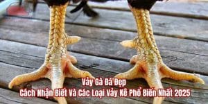 vảy gà đá đẹp đá gà thomo