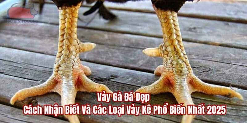 vảy gà đá đẹp đá gà thomo